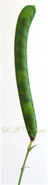 Legume